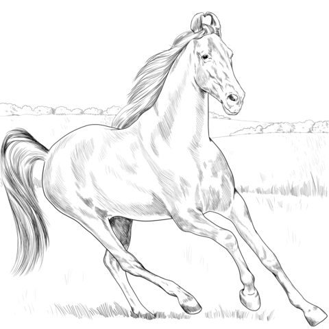 Marwari Horse Coloring Page